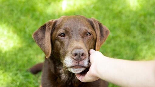 Labrador hip hotsell dysplasia home remedy